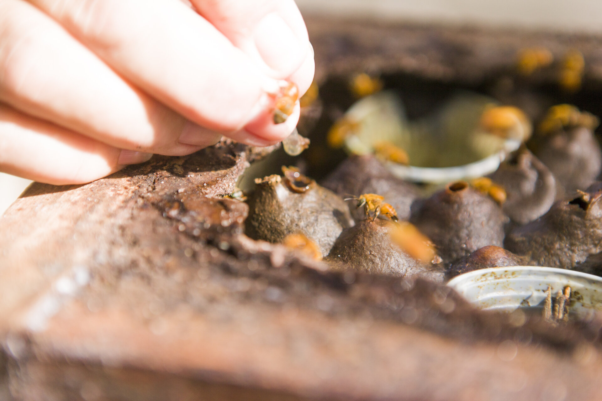 A caixa de abelhas nativas pode ser aberta com as mãos desprotegidas, sem risco de picada. Foto: Rafael Araújo